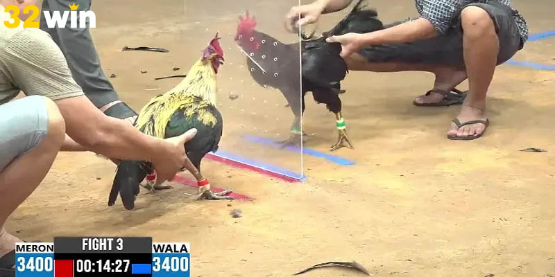 Cấm tuyệt đối dùng thuốc kích thích cho gà