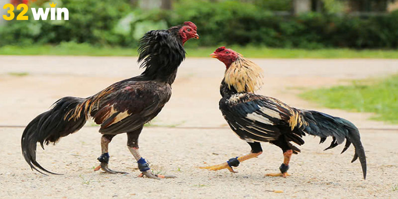 Đa dạng các loại hình đá gà Thomo, từ cựa sắt đến cựa dao.